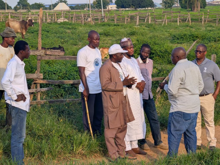 Cattle pasture visit
